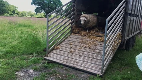 Sheep running off a trailer into field Stock Footage 77104245