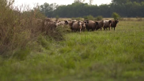 Sheep in rural Hungary Stock Footage 72162445