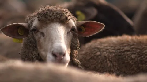 Sheep in rural Hungary Stock Footage 72178490