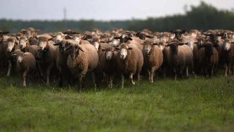 Sheep in rural Hungary Stock Footage 72178796