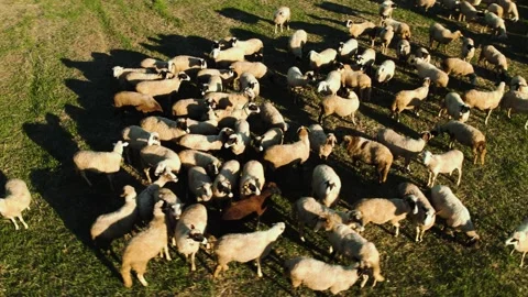 Sheep Rural Sunset Slow Orbit Right Stock-Footage 201482352
