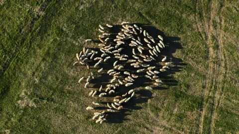 Sheep Rural Sunset Slow Rotate Right Top Down Stock Footage 201482136