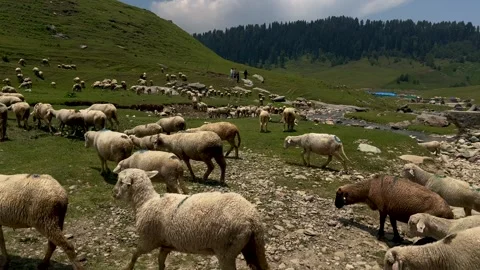 Sheep sacrifice Eid-Ul-Adha the Muslim Community Festival. Eid Adha Mubarak.. Stock Footage 277491146