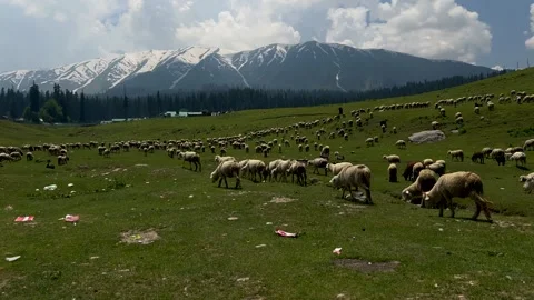 Sheep sacrifice Eid-Ul-Adha the Muslim Community Festival. Eid Adha Mubarak.. Vídeos de archivo 277491169