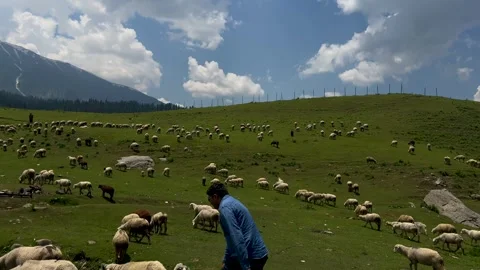 Sheep sacrifice Eid-Ul-Adha the Muslim Community Festival. Eid Adha Mubarak.. Vídeos de archivo 277491180