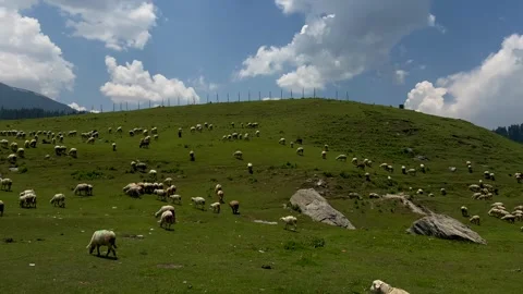 Sheep sacrifice Eid-Ul-Adha the Muslim Community Festival. Eid Adha Mubarak.. Vídeos de archivo 277491192