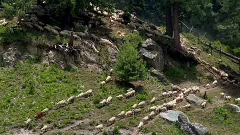 Sheep sacrifice Eid-Ul-Adha the Muslim Community Festival. Eid Adha Mubarak.. Vídeos de archivo 277491307