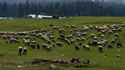Sheep sacrifice Eid-Ul-Adha the Muslim Community Festival. Eid Adha Mubarak.. Vídeos de archivo 277491374