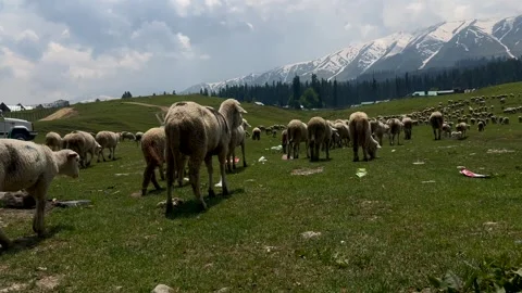 Sheep sacrifice Eid-Ul-Adha the Muslim Community Festival. Eid Adha Mubarak.. Vídeos de archivo 277491432