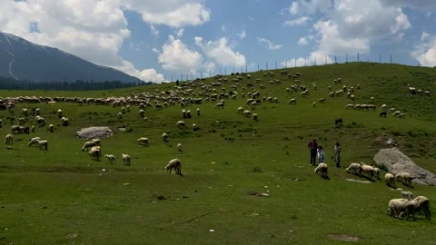 Sheep sacrifice Eid-Ul-Adha the Muslim Community Festival. Eid Adha Mubarak.. Vídeos de archivo 277491496