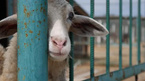 Sheep Sadly Looking at the Visitors Stock Footage 66906196