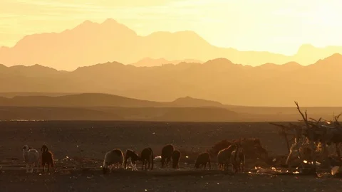 The Sheep of the Sahara Desert, Sunset Egypt, Marsa Alam Stock Footage 106433290