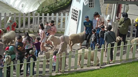 The Sheep Sanctuary Cameron Highlands Stockbeeldmateriaal 252179099