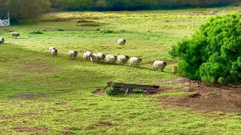 Sheep Scatter as Deer run Stock Footage 247403867