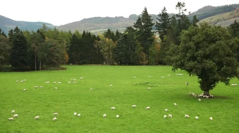 Sheep Scotland timelapse Vídeos de archivo 59066943