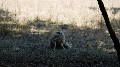Sheep scratching his body with his horns Stock Footage 96018708