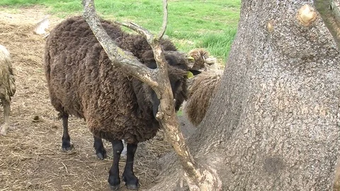 Sheep scratching its head Stock Footage 104047722