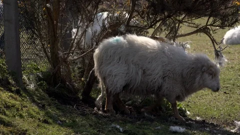 Sheep scratching itself against tree funny comical animal UK 4K Vídeos de archivo 106597764