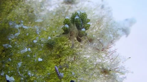 Sheep sea slug Stock Footage 263417309