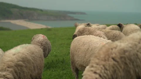Sheep at the Seaside Closeup Vertical Pan 4K. Stock Footage 63557557