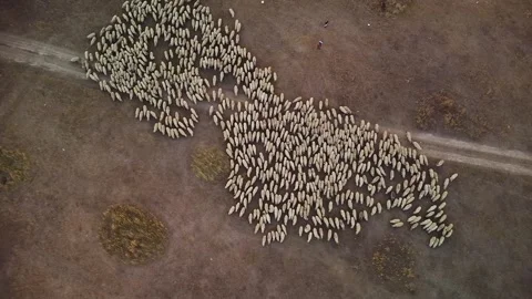 Sheep seen from above Stock Footage 249250542