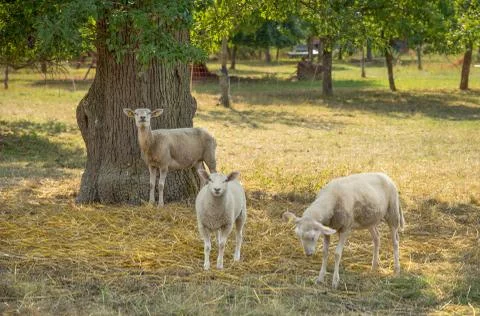 Sheep in the shade Stock Photos