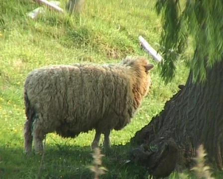 Sheep in shade of a tree Stock-Footage 134723