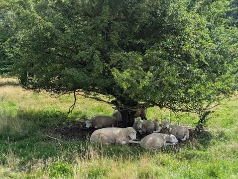 Sheep in the shade of a tree Stock Photos