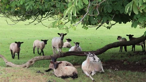 Sheep shading under a tree Video stock 132645384
