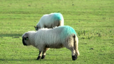 Sheep shaking in field Stock Footage 145158310