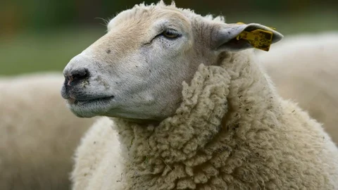 Sheep shaking off head portrait 스톡 동영상 126551780