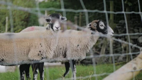 Sheep - Shallow Depth Of Field Stock Footage 245237077