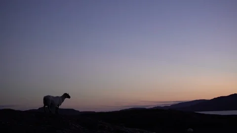 SHEEP SHAPE SUNSET LARGE SHOT SCOTLAND 4K Stock Footage 90625590