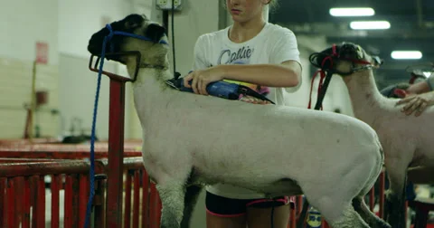 Sheep Shave Stock Footage 27542857