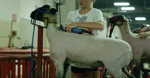 Sheep Shave Stock Footage 27543189