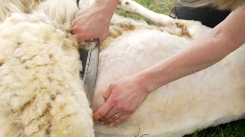 Sheep Shearer Hand Shearing Sheep on Farm During Traditional Wool Harvest Stock Footage 336870078