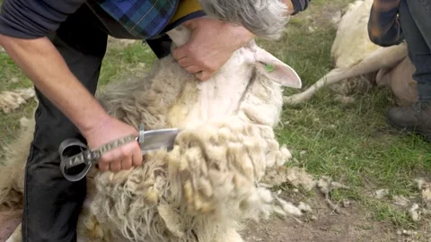 Sheep Shearer Hand Shearing Sheep on Farm During Traditional Wool Harvest Stock Footage 336870666