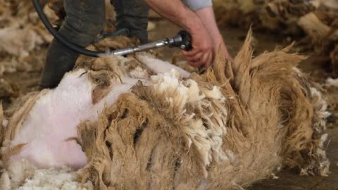 Sheep Shearing Close Up With Electric Clippers, Ceylanpinar, Sanliurfa, Turkey 스톡 동영상 336494639