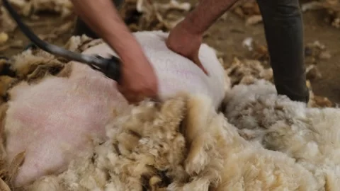 Sheep Shearing Close Up With Electric Clippers, Ceylanpinar, Sanliurfa, Turkey Video stock 336494649