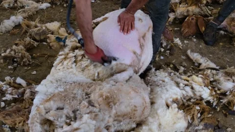 Sheep Shearing Close Up With Electric Clippers, Ceylanpinar, Sanliurfa, Turkey Video stock 336494652