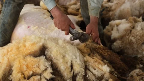 Sheep Shearing Close Up With Electric Clippers, Ceylanpinar, Sanliurfa, Turkey Video stock 336494660