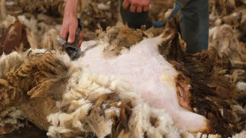 Sheep Shearing Close Up With Electric Clippers, Ceylanpinar, Sanliurfa, Turkey Video stock 336494869