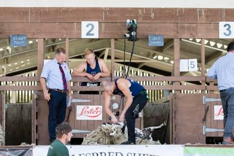 Sheep shearing competition Stock Photos