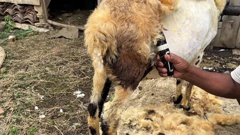 Sheep shearing at the farm Stock Footage 330951080
