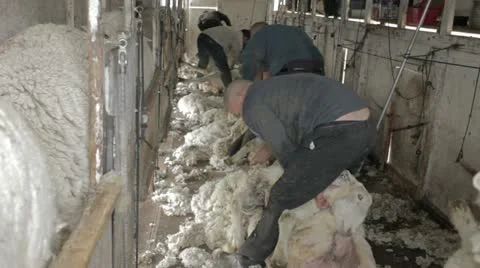 Sheep shearing fast time lapse P HD 9655 Stock Footage 10887690