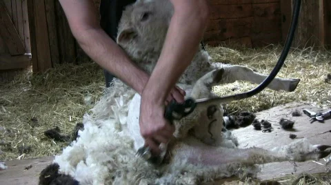 Sheep shearing Stock Footage 411411