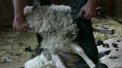 Sheep shearing Video stock 411521