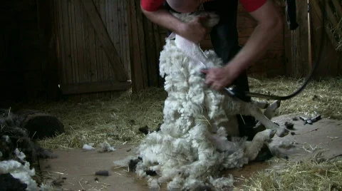 Sheep shearing Stock Footage 436827