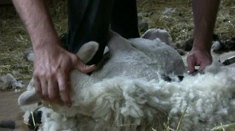 Sheep shearing Stock Footage 436956