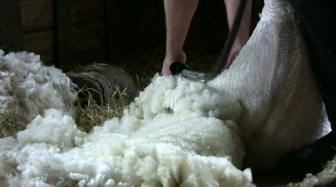 Sheep shearing Stock Footage 437150